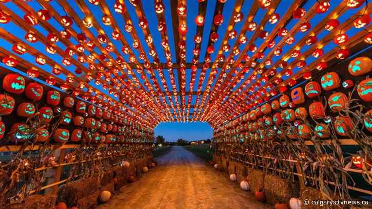 Great pumpkins to rise at outdoor jack-o-lantern event in Calgary