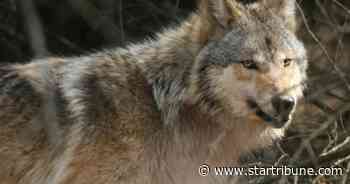 6 tribes sue Wisconsin to try to stop November wolf hunt