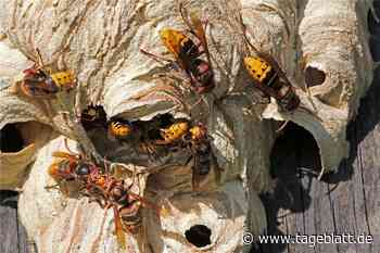 Warum es in diesem Jahr nur wenige Wespen und Hornissen gibt - Stade - Tageblatt-online