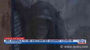 Jacksonville Zoo to vaccinate more than 200 animals against COVID-19 by end of winter - WOKV