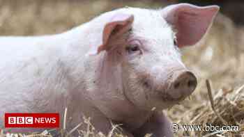 Gas crisis: Pig farmers fear they may have to cull animals - BBC News