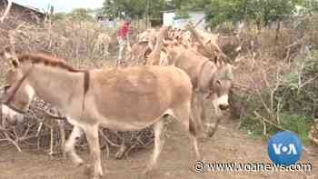 Kenya Donkey Owners Demand Permanent Ban on Animals' Slaughter - Voice of America