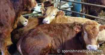 ! Murcia Today - Six Cases Of Anthrax In Animals Confirmed In Extremadura - Spanish News Today