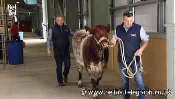 Balmoral Show preview: There is something for everyone as agri-food event returns - Belfast Telegraph