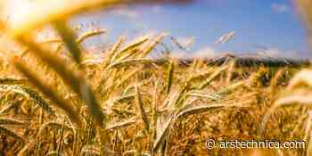 $5.9 million ransomware attack on farming co-op may cause food shortage - Ars Technica