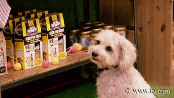Welcome to the food hall... for dogs! - ITV News