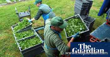 Watercress and Welsh lamb breed added to UK protected foods list - The Guardian