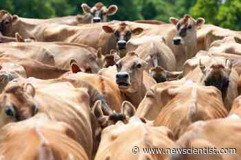 Food production emissions make up more than a third of global total - New Scientist News