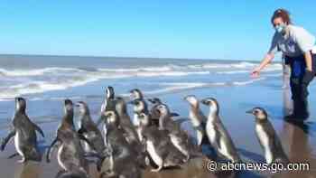 WATCH:  14 penguins return to sea after rehab in Argentina