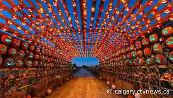 Calgary's new Halloween experience Pumpkins After Dark opens this weekend | CTV News - CTV News Calgary