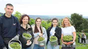 Helfer sammeln rund fünf Tonnen Weintrauben bei Dissen - wlz-online.de
