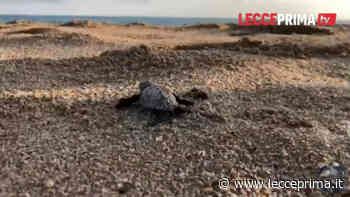 Piccole tartarughe si tuffano in mare: meraviglia a Torre Lapillo - Lecceprima.it