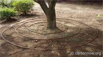 Northern Nevada landscapes and gardens: The adaptable gardener - Carson Now