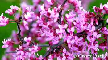 Master Gardener: These are the native trees to plant now in our area - Tulsa World