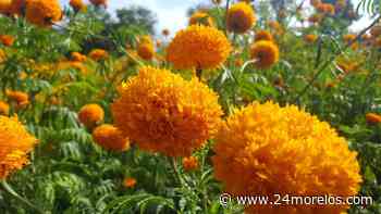 Bajas ventas de Cempasúchil en Cuernavaca - 24 Morelos