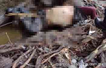 Encuentra cadáver de hombre cerca de barranca en Cuernavaca - Quadratín - Quadratín Morelos