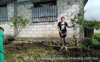 ¿Cómo puedes tener un árbol frutal gratis en Cuernavaca? - El Sol de Cuernavaca