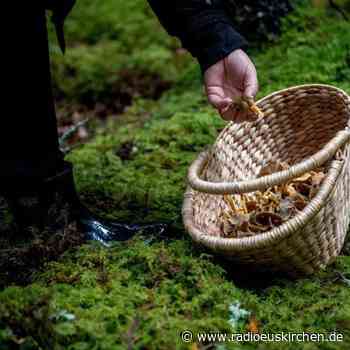 BfS warnt vor radioaktiv belasteten Pilzen - radioeuskirchen.de