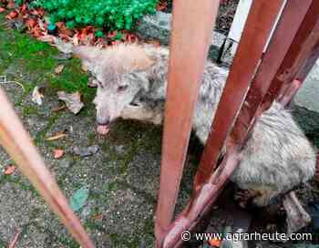 Wolf steckt in Dresden im Zaun fest: Jäger alarmiert Tierarzt - agrarheute.com