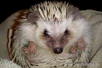 Dresden: Kurz vorm Tod: Weißbauchigel in Dresden ausgesetzt - Sächsische.de