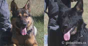 Rookie police pups receive badges as LPS honours retiring veteran service dog