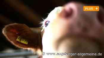 Landwirt tritt Kontrolleur: Auseinandersetzung im Kuhstall landet vor Gericht - Augsburger Allgemeine