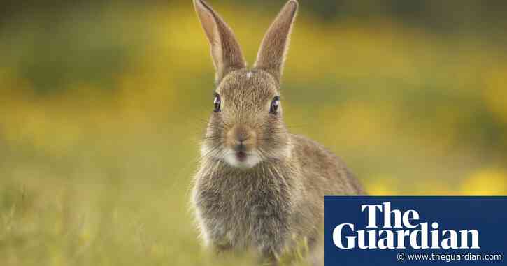 Country diary: the warren is here, but the fluffle of rabbits has gone