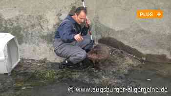 Spezialeinsätze für die Feuerwehr - von Biber bis zu Schlange retten sie alles