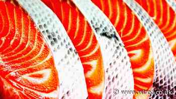 The race to stop fish becoming the next factory farming nightmare