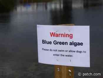 Blue-Green Algae Found In Coventrys Johnsons Pond - Patch.com