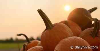 There's a huge fall harvest festival near Toronto | Listed - Daily Hive