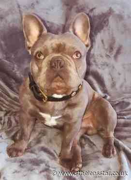 Owners of stolen dog believe pet may have been St Helens - St Helens Star