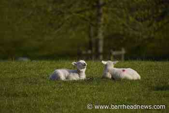 Welsh Cambrian Mountains lamb granted protected status - Barrhead News