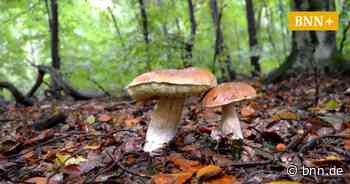 Pilz-Saison beginnt: Experte gibt Sammlern im Raum Bruchsal Tipps - BNN - Badische Neueste Nachrichten
