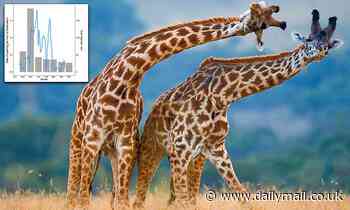 Giraffes pick similar-sized opponents for a fair fight, study finds 