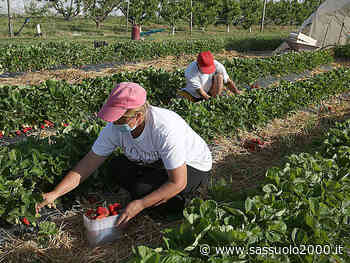 Fai-Cisl, Flai-Cgil e Uila-Uil Modena: rinnovato il contratto provinciale per oltre 10.000 operai agricoli della provincia di Modena - sassuolo2000.it - SASSUOLO NOTIZIE - SASSUOLO 2000