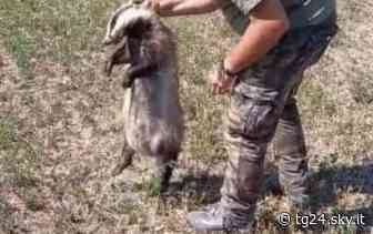 Modena, torna in libertà il tasso finito in coma etilico per aver mangiato troppi fichi - Sky Tg24