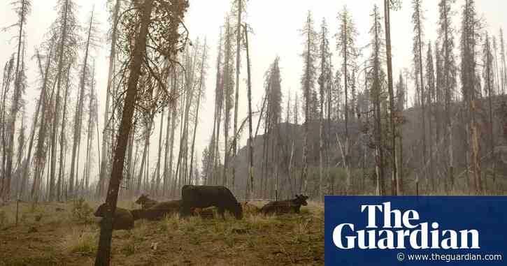 ‘Smoke cows’: Could more wildfires mean less milk from Oregon’s huge dairy herd?