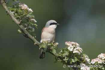 Behaagactie richt zich op levende tuinen waar vogels, vlinders en bijen welkom zijn