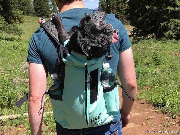 51 gifts dog lovers and their canine companions will love