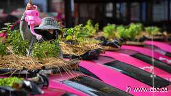Green-thumbed Thai cabbies turn taxis into gardens amid COVID-19 crunch