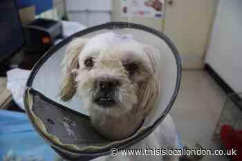 Leyton man who saved a dog from meat trade to run marathon
