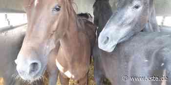 Lohmar: Von Transporter geretteten Pferden geht es besser - Kölner Stadt-Anzeiger