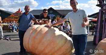 Kürbis-Wiegemeisterschaft in Lohmar: Der neue Kürbiskönig kommt aus Belgien - General-Anzeiger Bonn