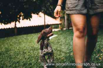 UK dog owners could face fines of up to £5,000 when walking their pet