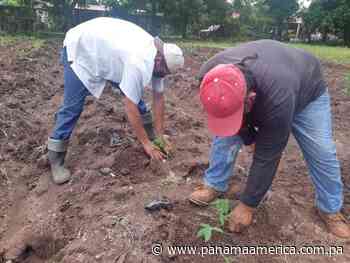 Introducen dos nuevas variedades de yuca en Los Santos - Panamá América