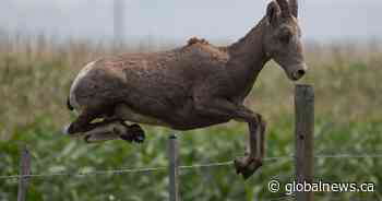 ‘Exceedingly rare’ mountain goat attack leaves grizzly bear dead in B.C. park