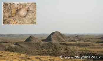 Four dinosaurs, including Triceratops and possibly new species discovered in Montana 