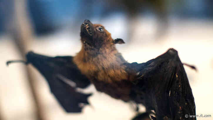 Leaked docs show DARPA considered funding $14mn project to infect Chinese bats with altered coronaviruses in 2018 – reports