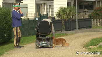 Obus gevonden op camping in Kinrooi - TV Limburg